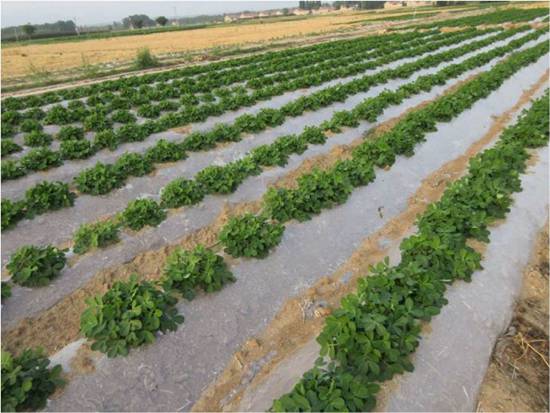 農田里的塑料地膜 農田里的塑料地膜
