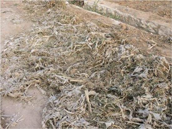 地膜殘膜 地膜殘膜